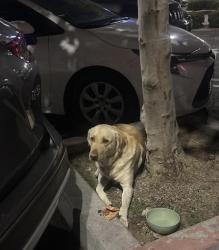 Lost Male Dog last seen Central 90001 , Los Angeles, CA 90003