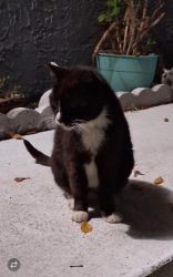 Lost Male Cat last seen Rock Island Rd. 1/2 mile north of Sample Rd , Coral Springs, FL 33065