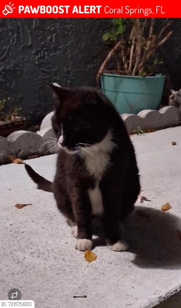 Lost Male Cat last seen Rock Island Rd. 1/2 mile north of Sample Rd , Coral Springs, FL 33065