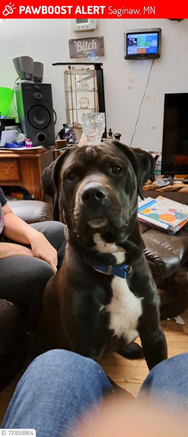 Lost Male Dog last seen Ford road, Saginaw, MN 55779