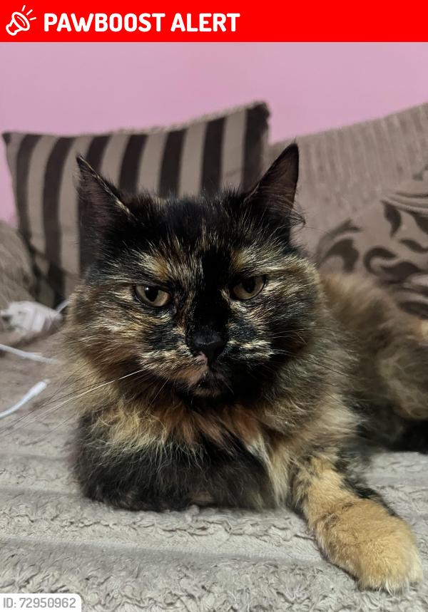 Lost Female Cat last seen Home back garden, Leicester, England LE3 6PH