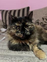 Lost Female Cat last seen Home back garden, Leicester, England LE3 6PH