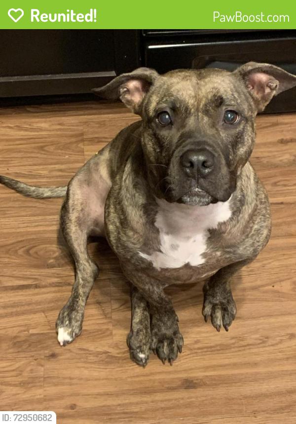 Reunited Female Dog last seen Flint/Gresham, Flint, TX 75762