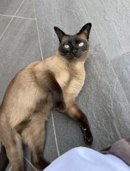 Lost Female Cat last seen Rathgar Rd, Lysterfield , Lysterfield, VIC 3156