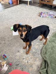 Reunited Male Dog last seen Near Main Street, Colorado Springs, CO 80907