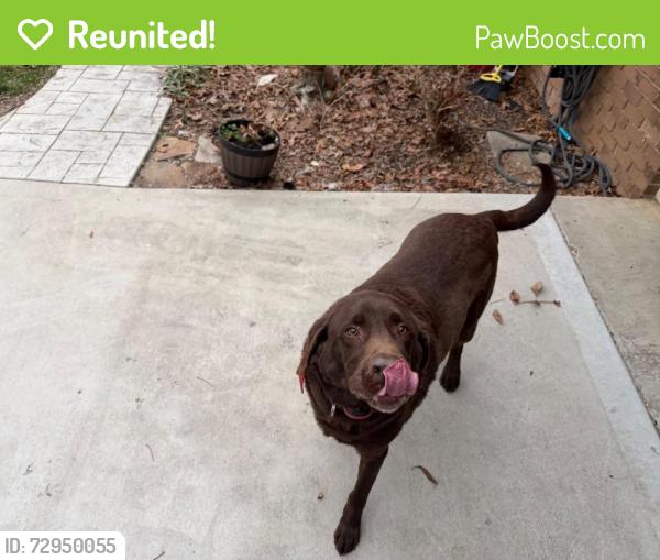Reunited Male Dog last seen Andes rd / la Paloma , Knoxville, TN 37914