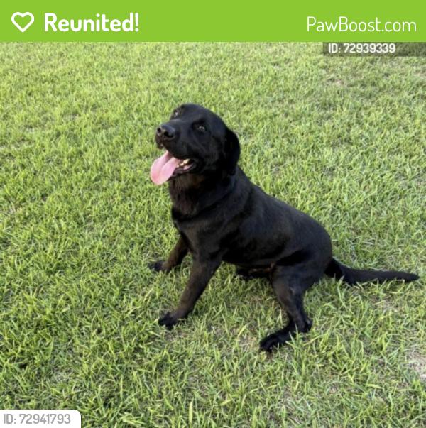 Reunited Male Dog last seen Field on Little Creek Church Road down the road from Chalmers, Clayton, NC 27520