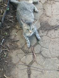 Found/Stray Male Cat last seen Belcher Rd, Shawnee, OK 74801