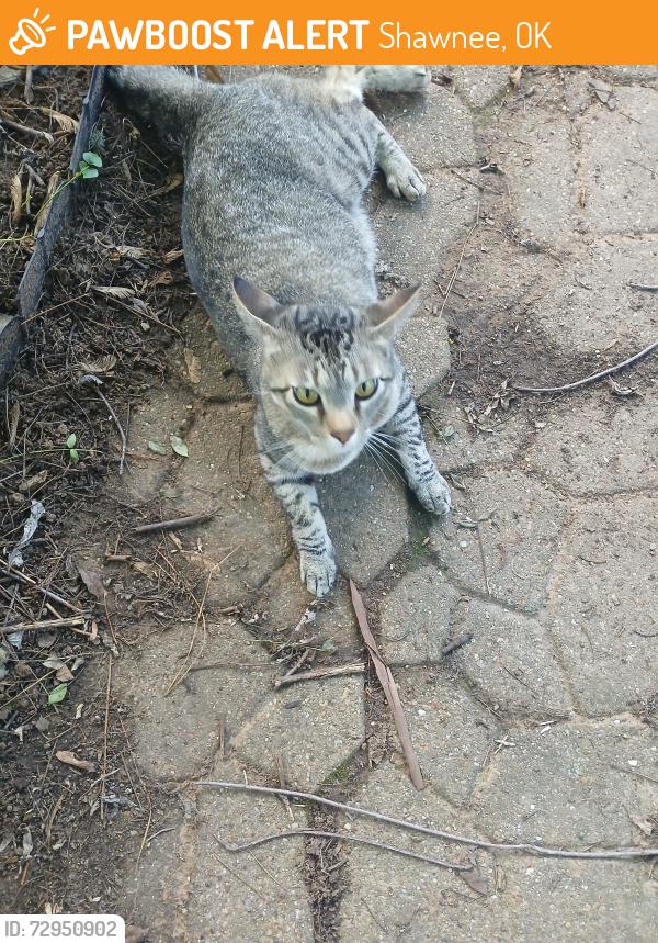 Found/Stray Male Cat last seen Belcher Rd, Shawnee, OK 74801