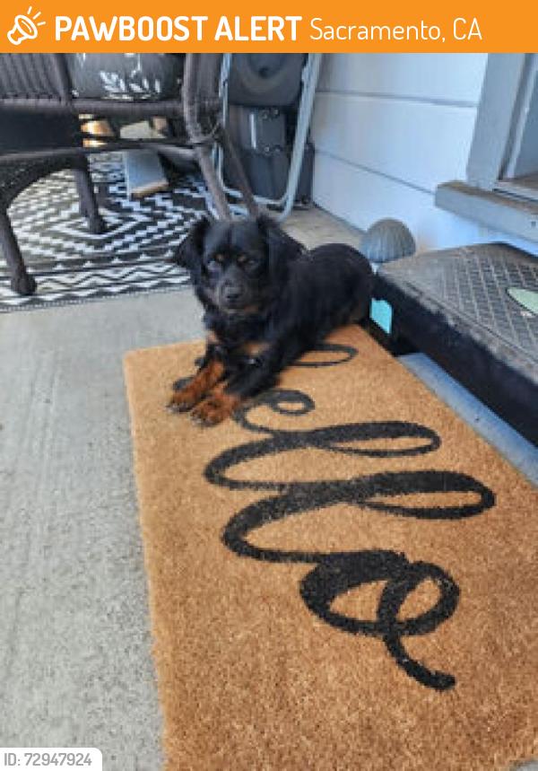 Found/Stray Unknown Dog last seen 65th Street, Sacramento, CA 95820