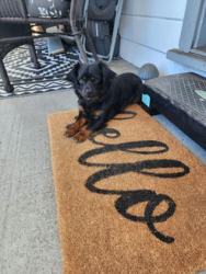 Found/Stray Unknown Dog last seen 65th Street, Sacramento, CA 95820