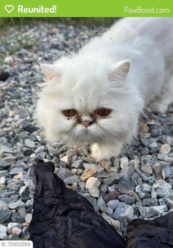 Reunited Female Cat last seen Near chubbys , Springville, UT 84663