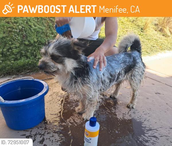 Found/Stray Male Dog last seen Cottonwood canyon road near the park., Menifee, CA 92584