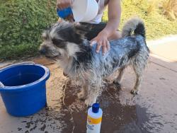 Found/Stray Male Dog last seen Cottonwood canyon road near the park., Menifee, CA 92584