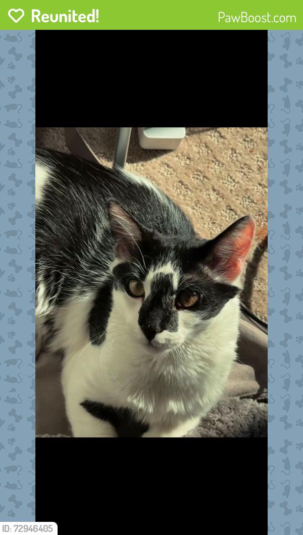 Reunited Male Cat last seen He left when I didn't close the door. I think maybe someone saw him in our hse., Hillsborough Township, NJ 08844