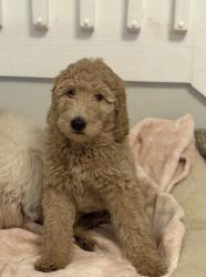 Lost Female Dog last seen Hollywood hills, Hollywood, FL 33021