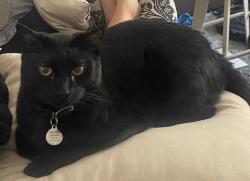 Lost Male Cat last seen Flamingo and Jones, Las Vegas, NV 89103