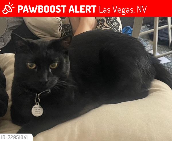Lost Male Cat last seen Flamingo and Jones, Las Vegas, NV 89103