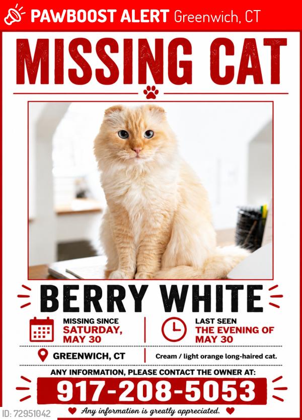 Lost Male Cat last seen Back of Greenwich hosp, Greenwich, CT 06830