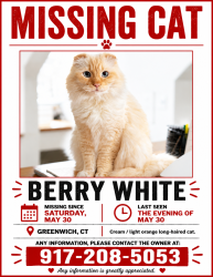 Lost Male Cat last seen Back of Greenwich hosp, Greenwich, CT 06830