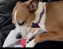 Lost Female Dog last seen Shepherd road and Sundance , Mulberry, FL 33860