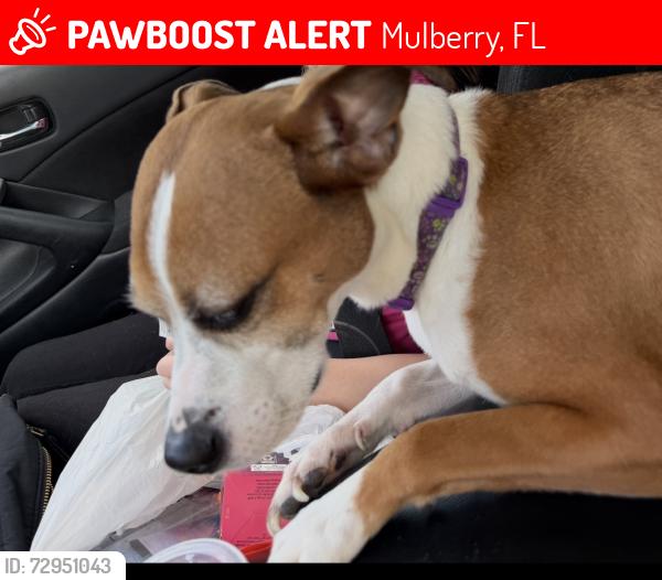 Lost Female Dog last seen Shepherd road and Sundance , Mulberry, FL 33860