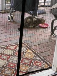Found/Stray Unknown Cat last seen Emmaus road / Lanark road, Emmaus, PA 18049