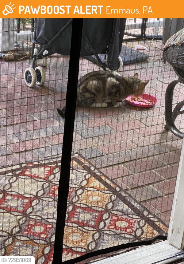 Found/Stray Unknown Cat last seen Emmaus road / Lanark road, Emmaus, PA 18049