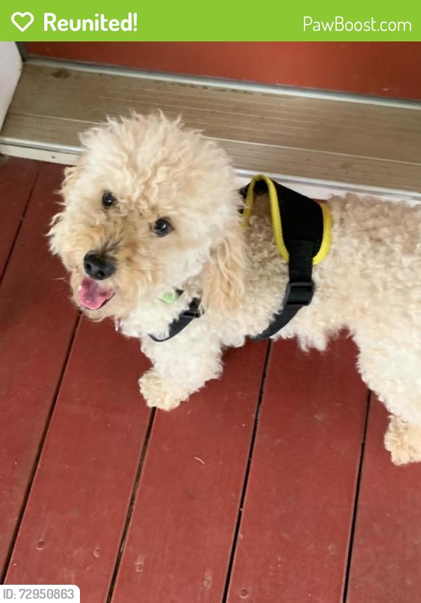 Reunited Male Dog last seen Blacks Bluff and Hwy 1, Rome, GA 30161