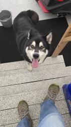 Found/Stray Male Dog last seen Meredith and Callington , Sioux Falls, SD 57108