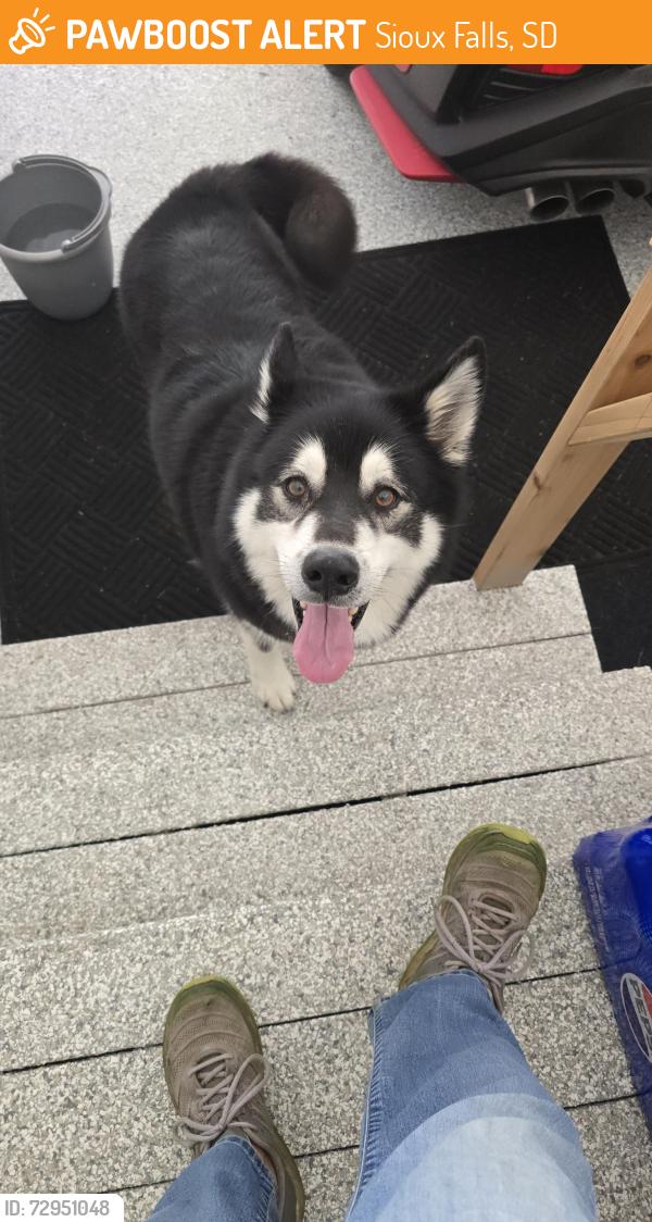 Found/Stray Male Dog last seen Meredith and Callington , Sioux Falls, SD 57108