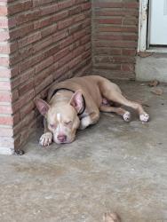 Found/Stray Male Dog last seen Millbranch & E Raines, Memphis, TN 38116