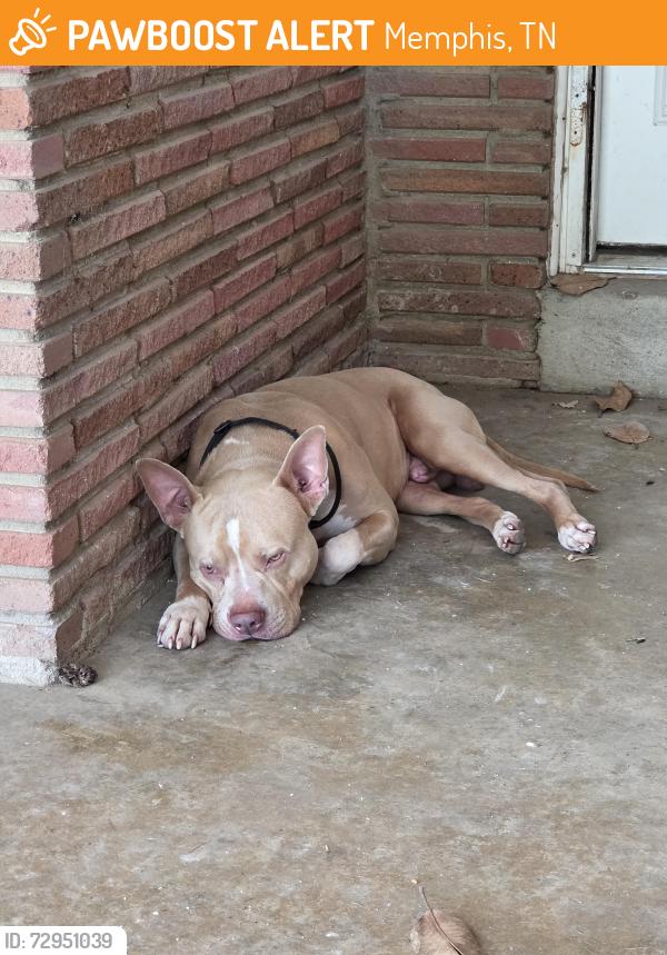 Found/Stray Male Dog last seen Millbranch & E Raines, Memphis, TN 38116