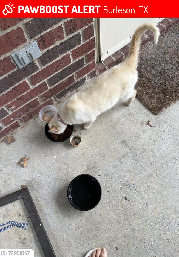 Lost Female Cat last seen Royal oak , Burleson, TX 76028