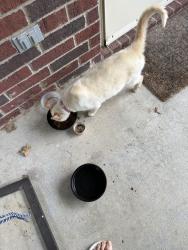 Lost Female Cat last seen Royal oak , Burleson, TX 76028