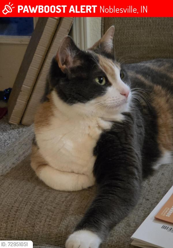 Lost Female Cat last seen Near , near McDonald's and pebblebrook village apt., Noblesville, IN 46062