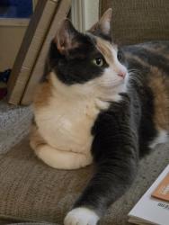 Lost Female Cat last seen Near , near McDonald's and pebblebrook village apt., Noblesville, IN 46062