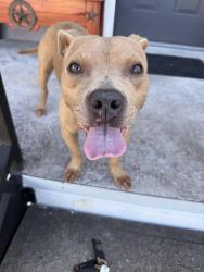 Reunited Female Dog last seen Antoine & Little York, Houston, TX 77091