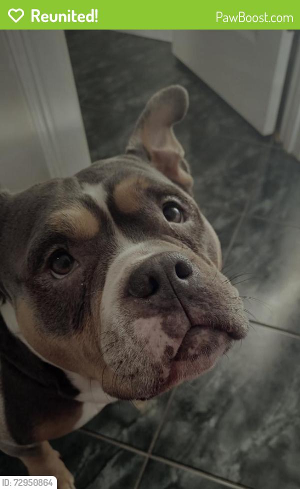 Reunited Female Dog last seen Highway 229, Social Circle GA, Social Circle, GA 30025