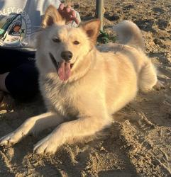 Reunited Female Dog last seen Barberton and 24th st or Barberton and Old Virginia Beach Blvd , Virginia Beach, VA 23451
