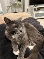 Reunited Male Cat last seen Back of hse along E Pine Way behind E 14th Ave, Homestead, PA 15120