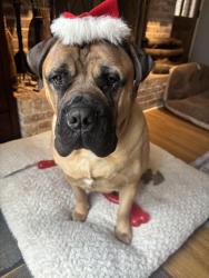 Reunited Male Dog last seen Cuba twp , Barrington, IL 60010