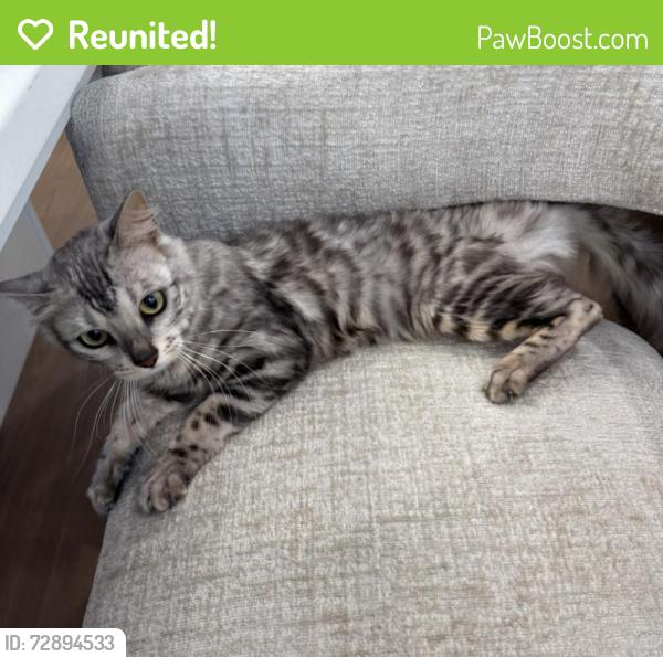 Reunited Female Cat last seen Memorial highway, Saratoga Springs, UT 84045