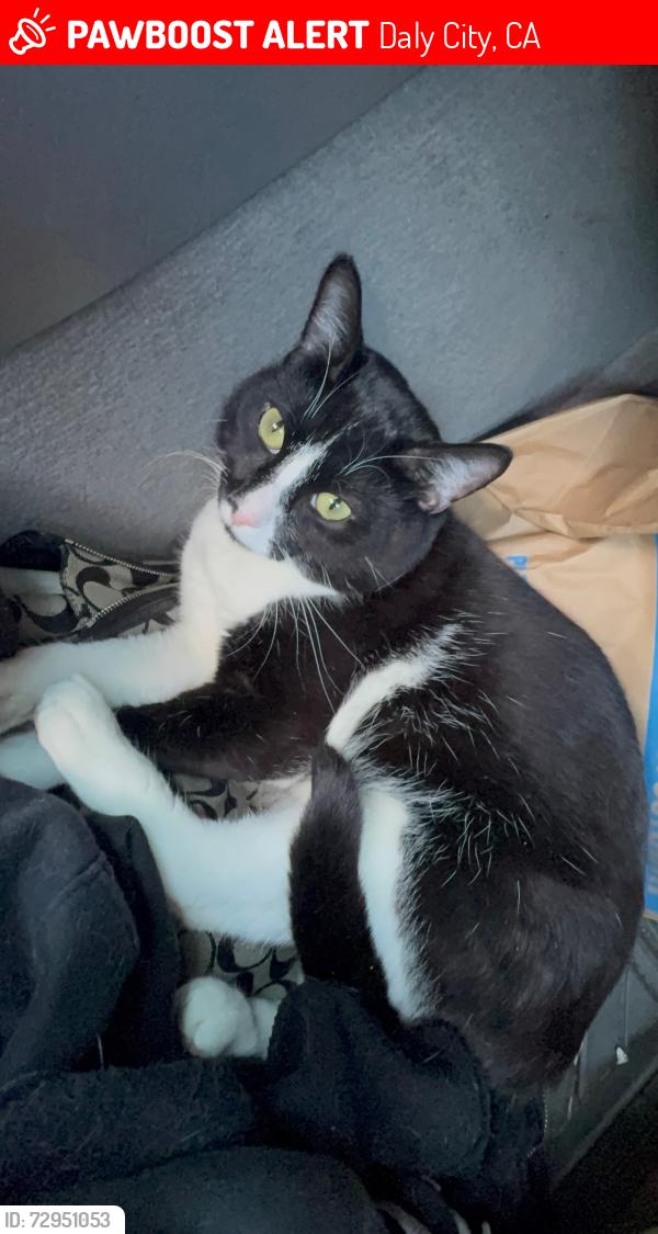 Lost Male Cat last seen Southgate, Daly City, CA 94015