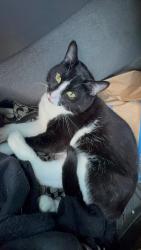 Lost Male Cat last seen Southgate, Daly City, CA 94015