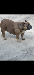 Lost Female Dog last seen East Cheryl dr 78228 , San Antonio, TX 78228