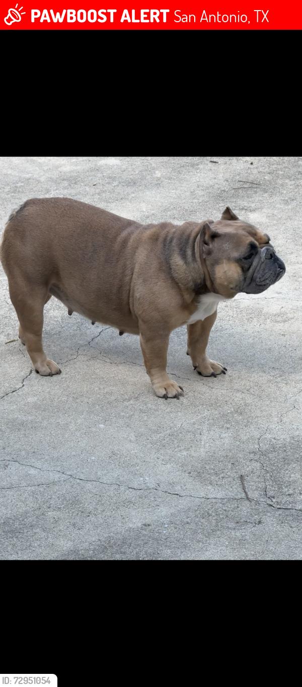Lost Female Dog last seen East Cheryl dr 78228 , San Antonio, TX 78228