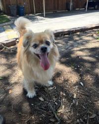 Found/Stray Male Dog last seen Brookgreen dr, Dallas, TX 75240