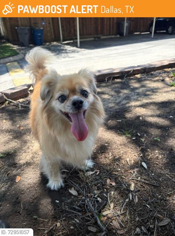 Found/Stray Male Dog last seen Brookgreen dr, Dallas, TX 75240