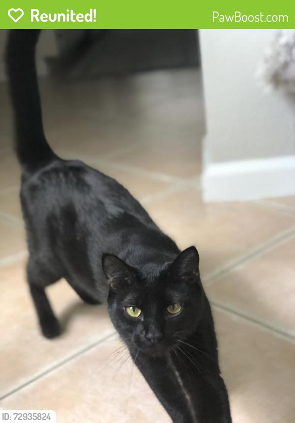 Reunited Male Cat last seen Dafilee Circle - Cypress lakes 55+ community 33417, West Palm Beach, FL 33417
